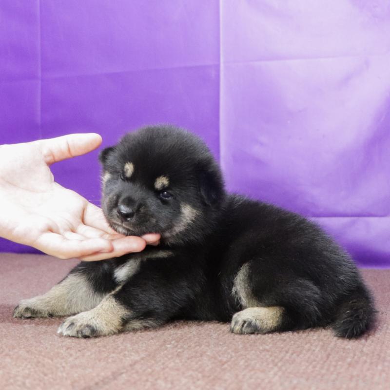販売中の愛知県の柴犬-411852の2枚目